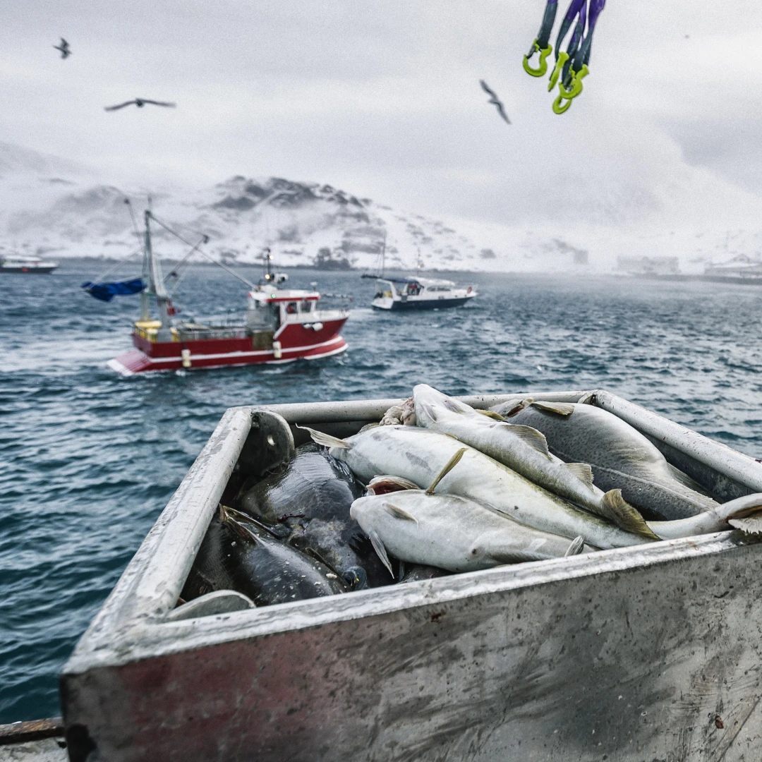 Eine Kiste mit Fisch auf einem Boot.